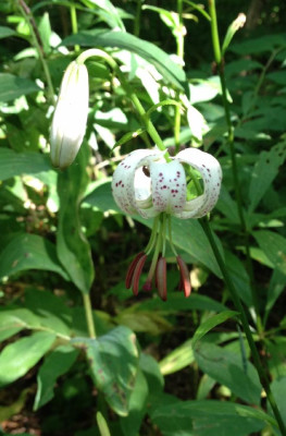 Lilium_martagon_E_06-2013_900x900_80KB.jpg