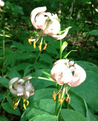 Lilium_martagon_F_06-2013_900x900_80KB.jpg