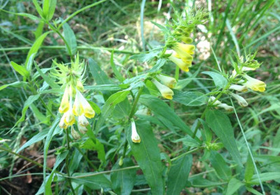 Wald-Wachtelweizen_06-2013_900x900_80KB.jpg