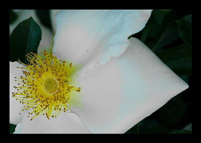 Golden_Wings_27-06-05.jpg