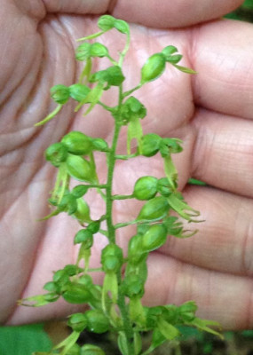 Listera_ovata_B_06-2013_900x900_80KB.jpg