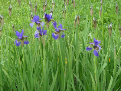 Nida_Iris_P1060879.jpg