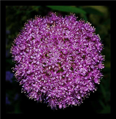 Allium_-_Die_Super-Nova_in_Violett_1_27-06-05.jpg