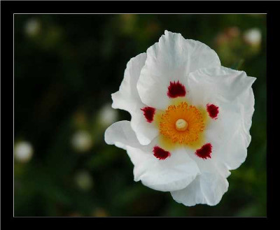 Cistus_-_Bluten_fur_einen_Tag_27-05-06.jpg