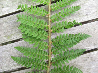 Vieleicht_Proliferum_pur.jpg
