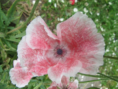 Mohn_1_130624.jpg
