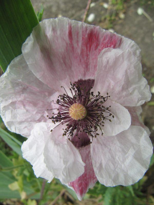 Mohn_2_130624.jpg