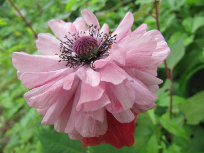 Mohn_3_130624.jpg