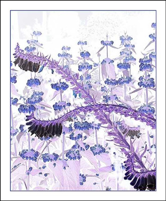 Digitalis_und_Phlomis_-_Wenn_die_Nacht_negativ_wird_27-06-05.jpg