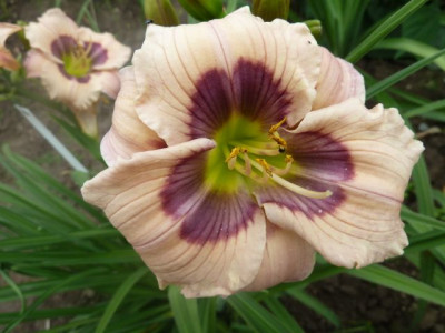 Sterntaler_P10202221.jpg
