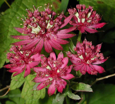 Astrantia_major_Ruby_Wedding.jpg