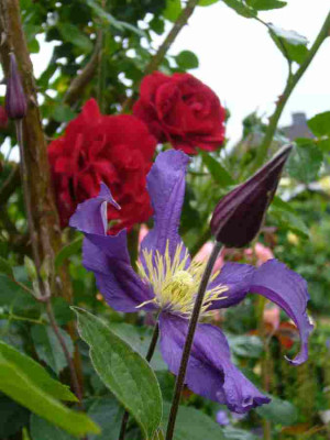 Clematis-BluePirouette.13-1.jpg