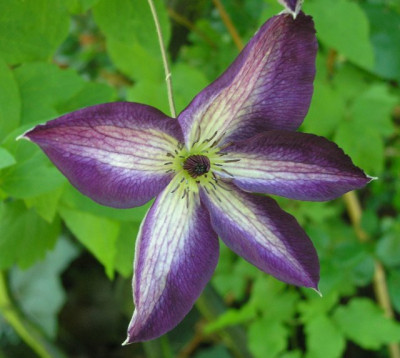 C_Venosa_Violacea_280605.jpg