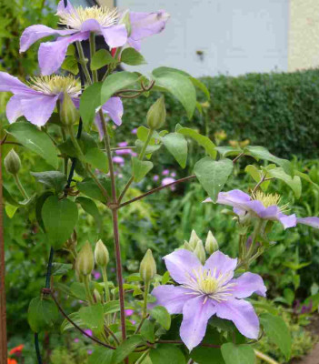 Clematis-unbekannt.13-1.jpg