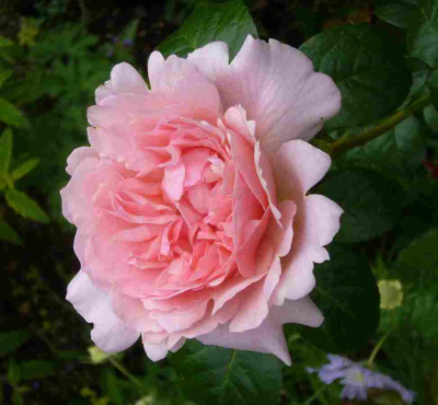 Rose-ShropshireLad.13-1.jpg