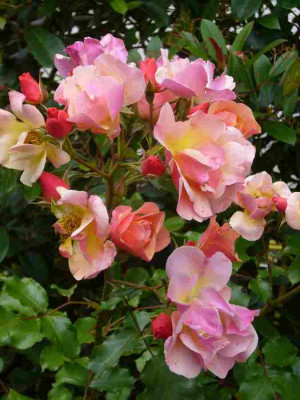 Rose-Jazz.13-1.jpg