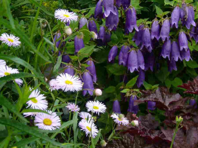 Campanula-Sarastro.13-1.jpg
