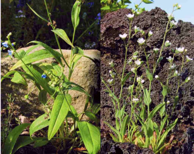 Omphalodes.jpg