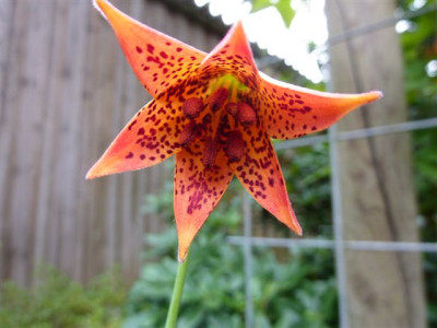 L.grayii1.jpg