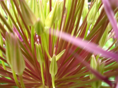 allium_c..jpg