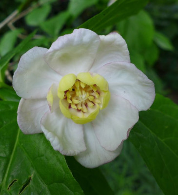 Sinocalycanthus_sinensis_fars_2013.jpg