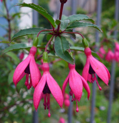 Fuchsia_portoi_fars_2013.jpg