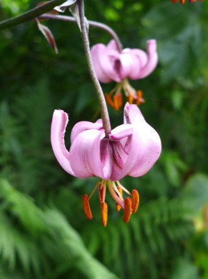 Lilium_martagon_2_fars_2013.jpg