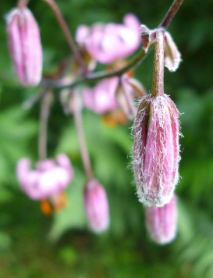 Lilium_martagon_3_fars_2013.jpg