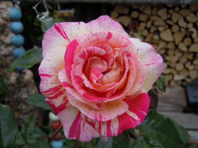 rosen_drumrum_ende_juni_2013_009.JPG