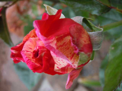 rosen_drumrum_ende_juni_2013_011.JPG