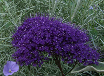 Trachelium_caeruleum.jpg