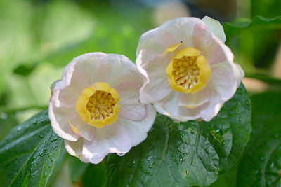 Sinocalycanthus-ch-Jun2013.jpg