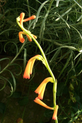 Bravoa_geminiflora.jpg