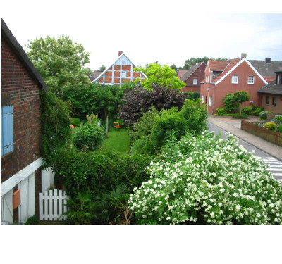 Philadelphus_neu.jpg