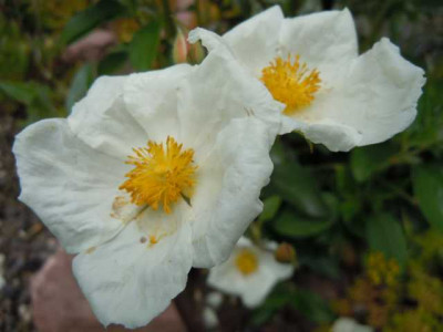 rosen_drumrum_ende_juni_2013_026.JPG