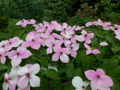Cornus_kousa_Wietings_Select_2_fars_2013.jpg