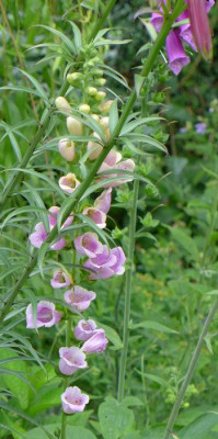 Digitalis_fars_2013.jpg