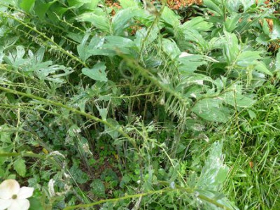 zerfressenes_Polygonatum_fars_2013.jpg