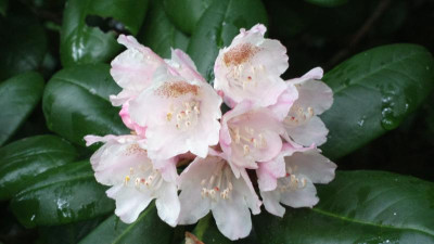 2013-06-24-2496R.brachycarpum_ssp._brachycarpum_roseum_dwarf.jpg