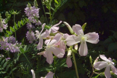 Saponaria_officinalis.jpg