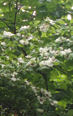 2013-06-27-2499_Stewartia_malacodendron.jpg
