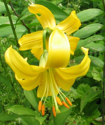 l.parryi-ax1a.jpg