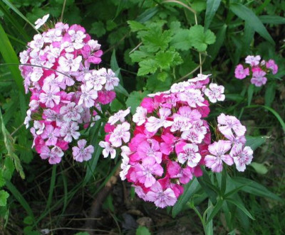 Bartnelke.variationenax.jpg