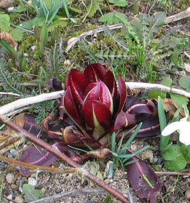 Radicchio-ax.jpg