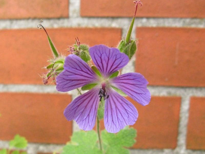 Geranium_Philippe_Vapelle_Slg_Blute_pur.jpg