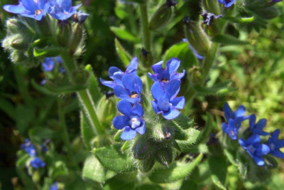 Anchusa_azurea.jpg
