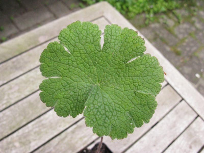 Geranium_Philippe_Vapelle_Slg_Blatt_pur.jpg