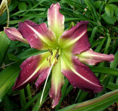 Saml_Isolde_x_Fuchsia_Four_em.jpg