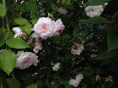 geburtstagsrose_weihrauch_zg.jpg