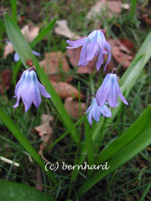 scilla_1.jpg